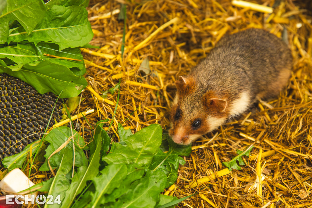 Pięć powodów do radości w ZOO