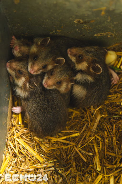 Pięć powodów do radości w ZOO