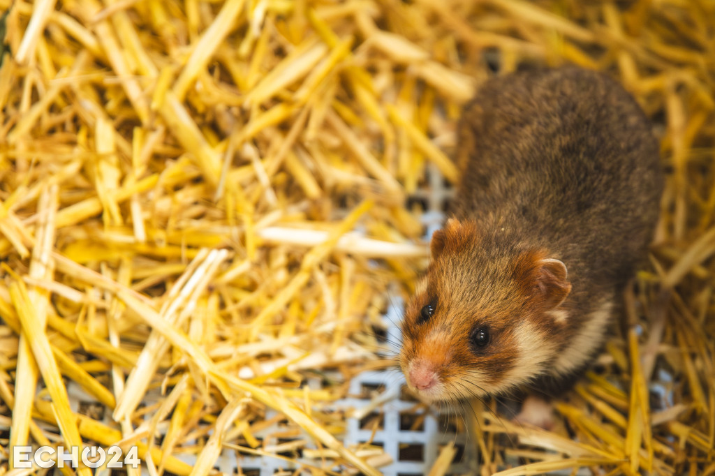 Pięć powodów do radości w ZOO