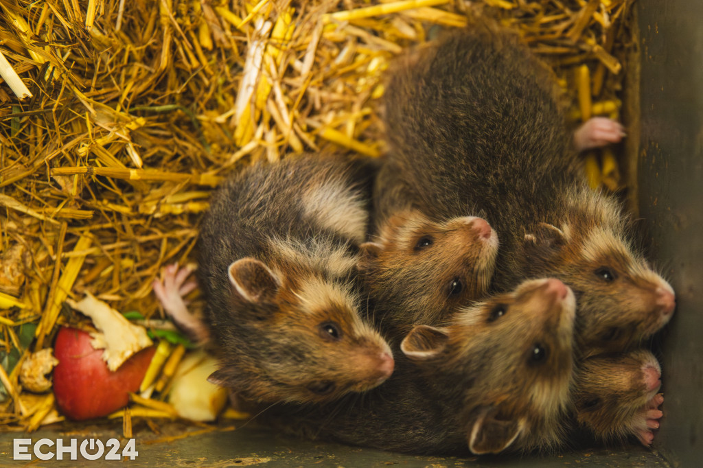 Pięć powodów do radości w ZOO