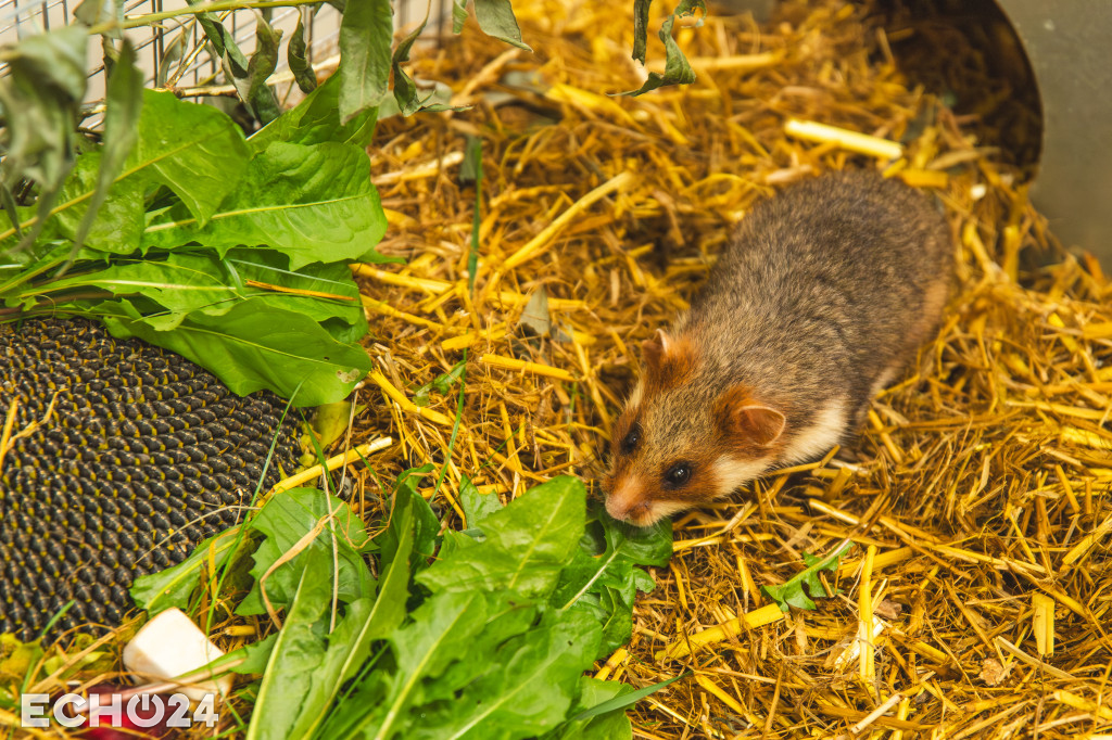 Pięć powodów do radości w ZOO