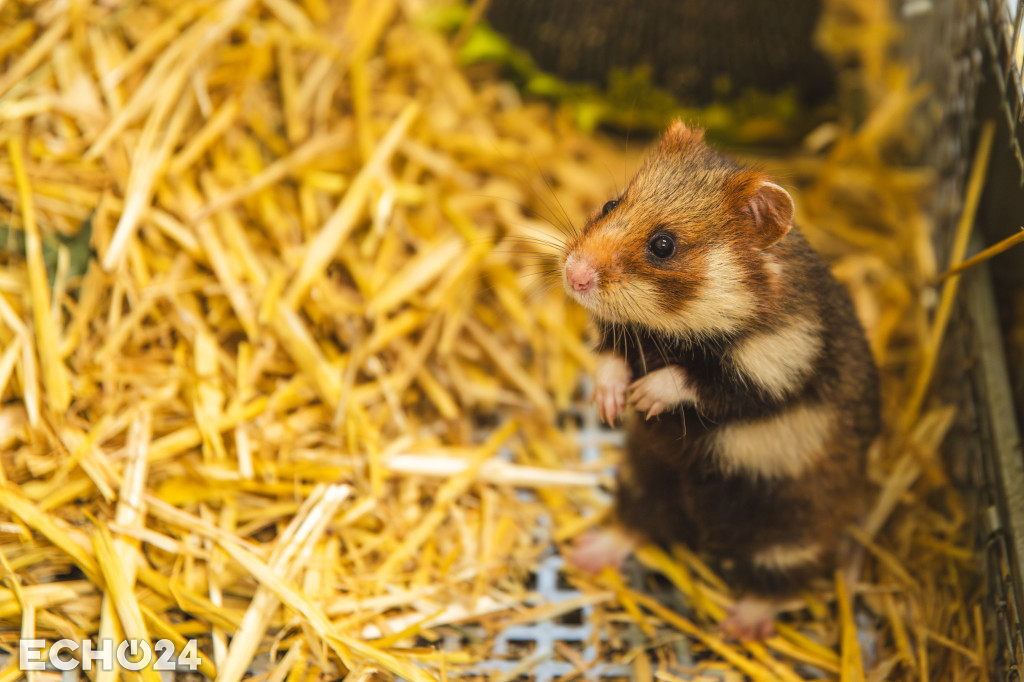 Pięć powodów do radości w ZOO