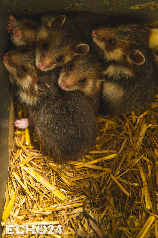 Pięć powodów do radości w ZOO
