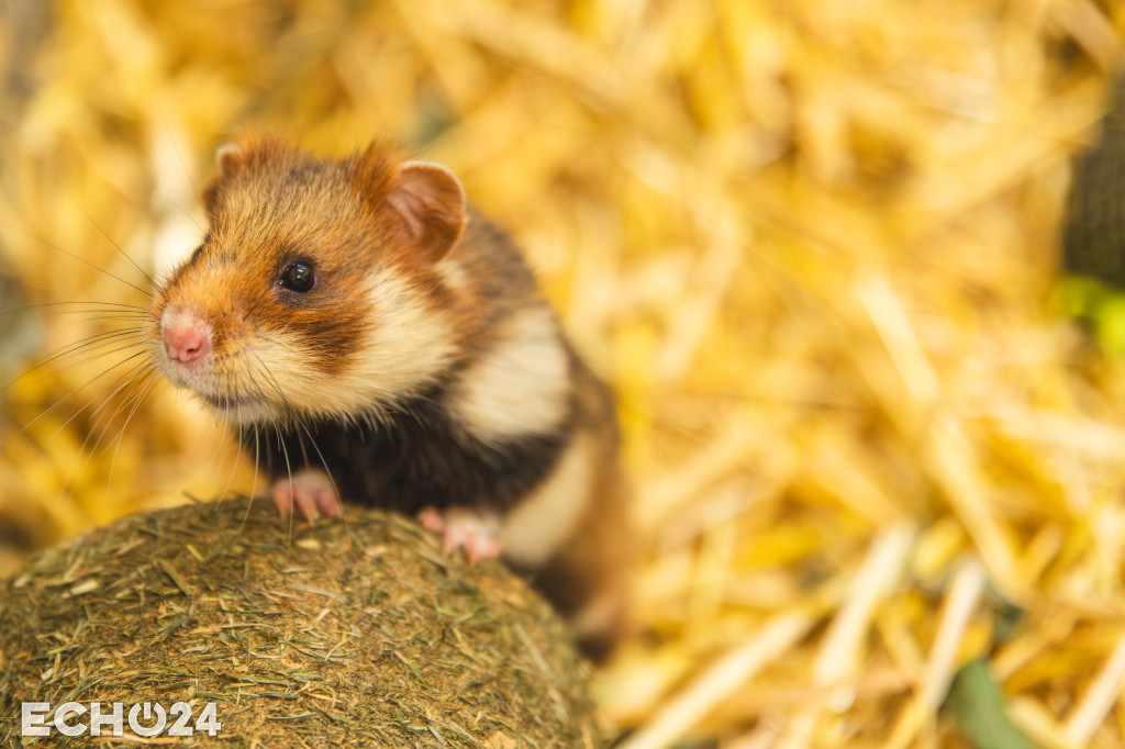 Pięć powodów do radości w ZOO