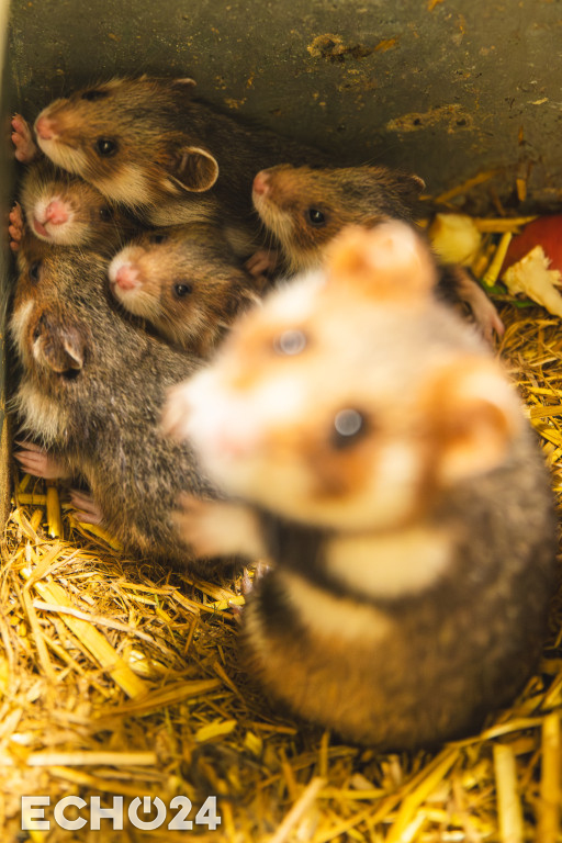 Pięć powodów do radości w ZOO