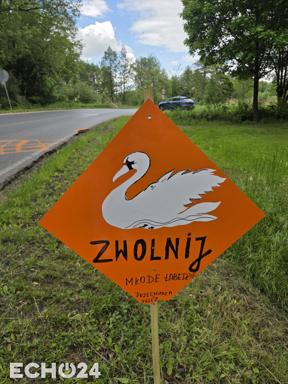 ZWOLNIJ! Młode łabędzie przy drodze