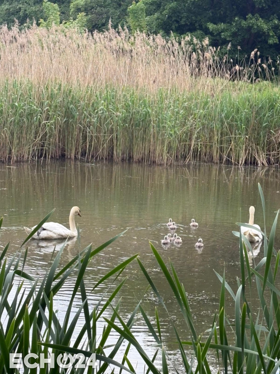 ZWOLNIJ! Młode łabędzie przy drodze