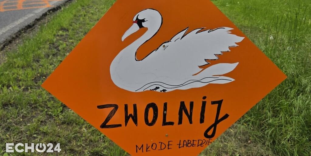 ZWOLNIJ! Młode łabędzie przy drodze