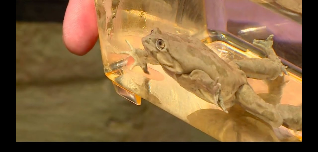 Najbrzydsze żaby świata w zoo we Wrocławiu