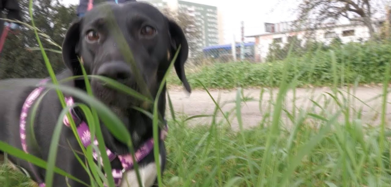 Co zrobić z psem podczas kwarantanny?