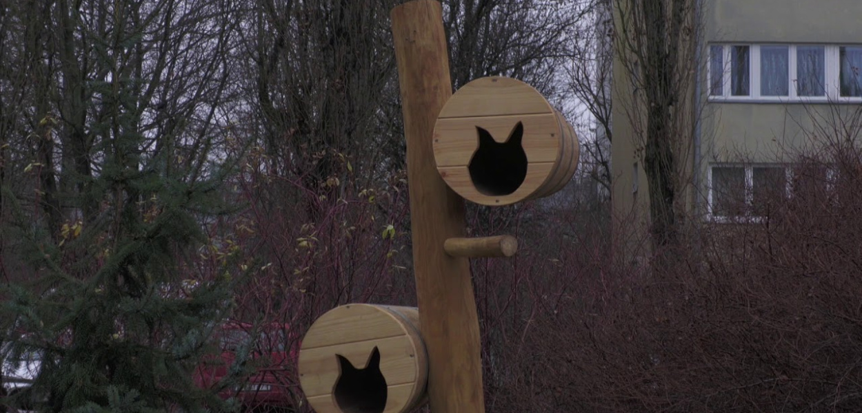Wrocław. Domki dla kotów, to dobry pomysł?