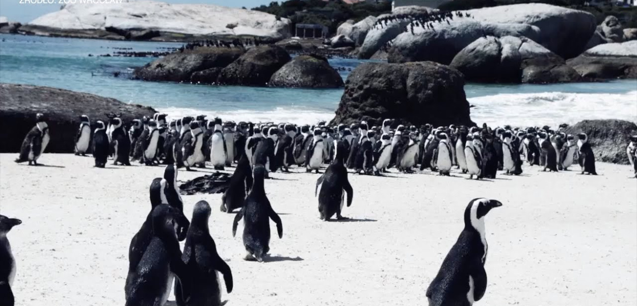ZOO Wrocław ratuje pingwiny przylądkowe!