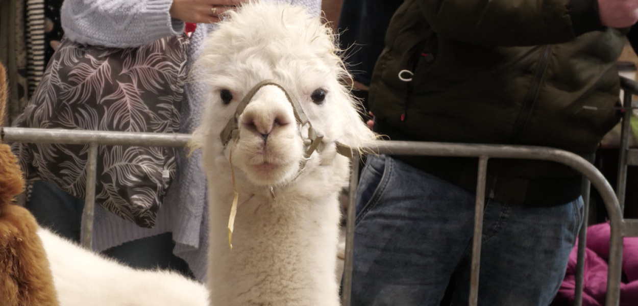 11. Dolnośląskie Targi Zoologiczne w Trzebnicy