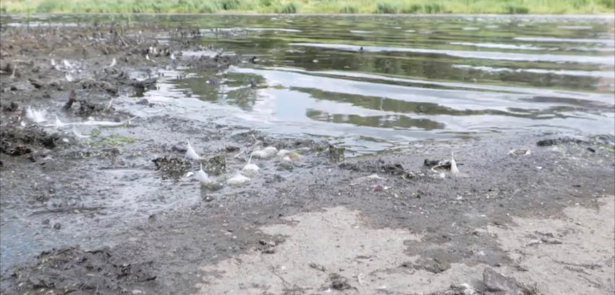 Blisko rok od katastrofy na Odrze. Nowa Lewica: nie zmieniło się nic