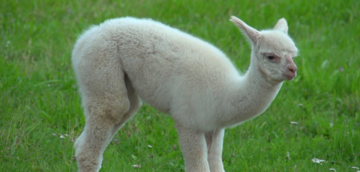Zoo, dinozaury i park linowy - darmowe atrakcje w Lubinie