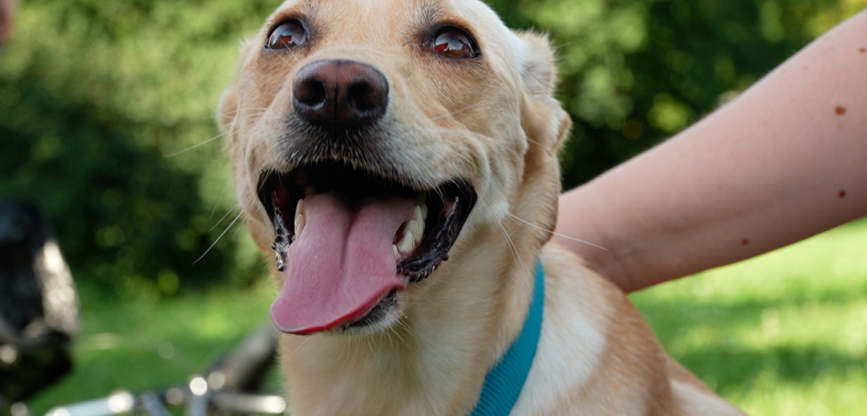 Dziesiątki psów w parku Staszica. Nadodrzański Dzień Psa