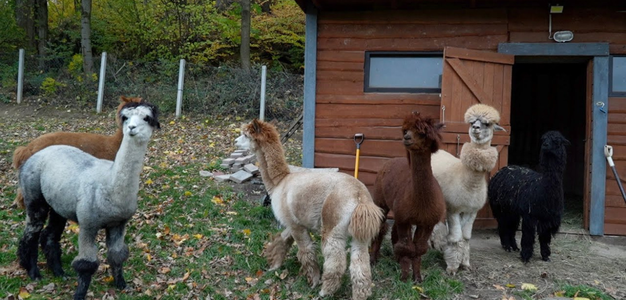 Świeradów-Zdrój: głaskanie alpak zmniejsza poziom stresu