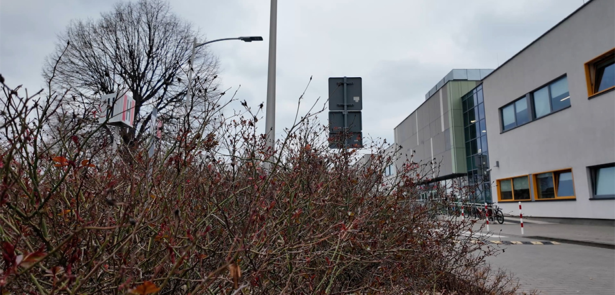  Dziki podchodzą pod domy i szkoły. Jak się zachować kiedy spotka się…