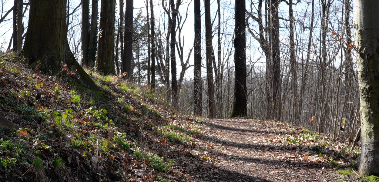 Tajemnice Wisielczej góry do odkrycia w Złotoryi