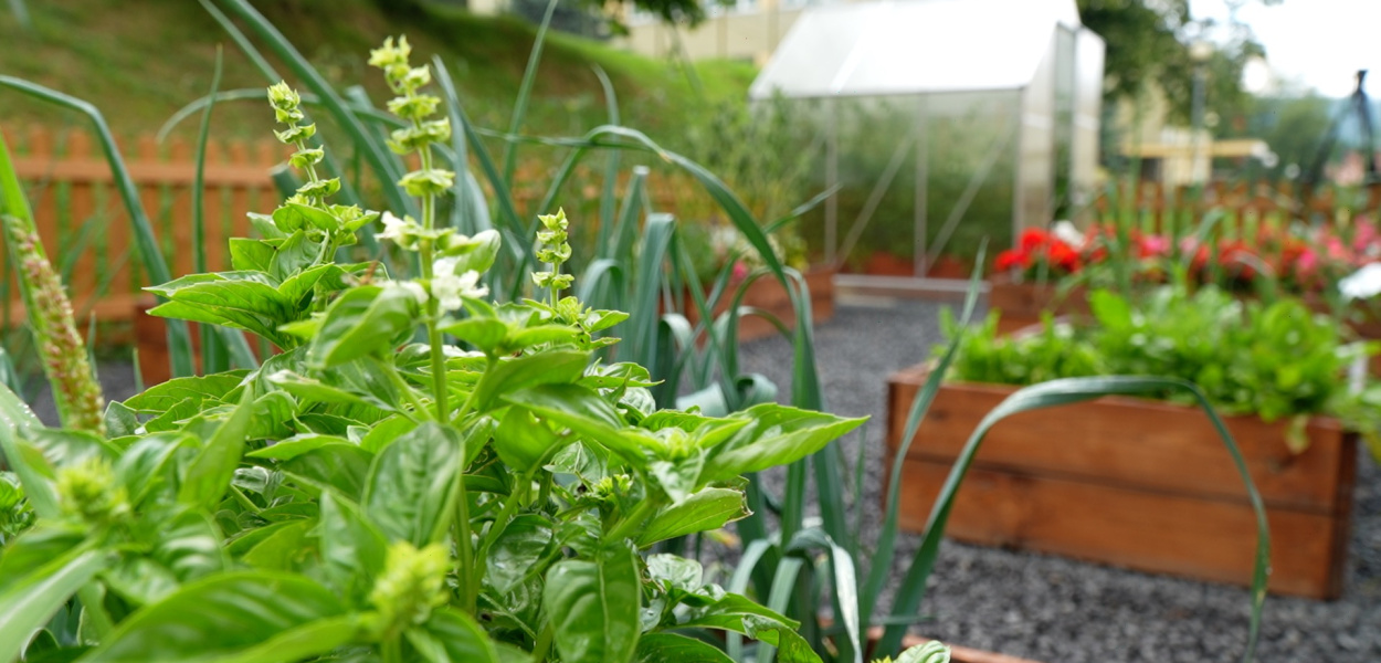 Telewizja Świeradów-Zdrój. Małe rączki, wielkie zbiory - korzyści z…