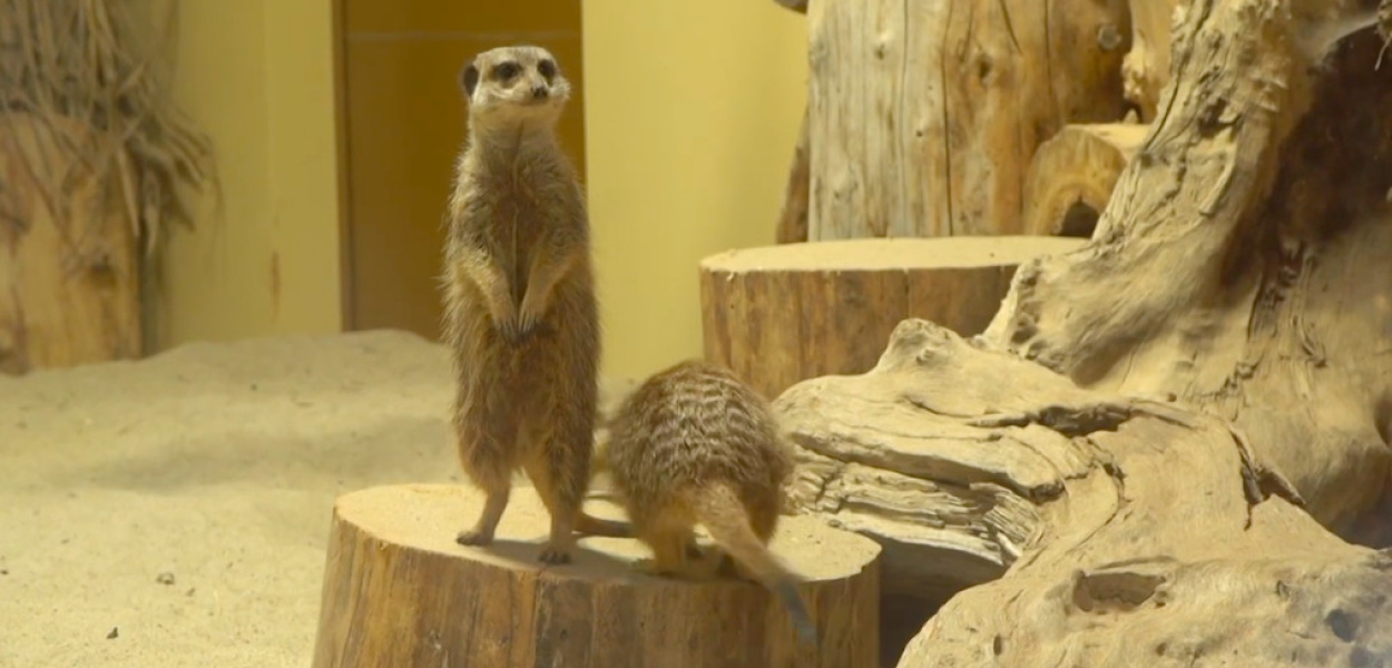 Narodziny w zoo. To dwie małe surykatki