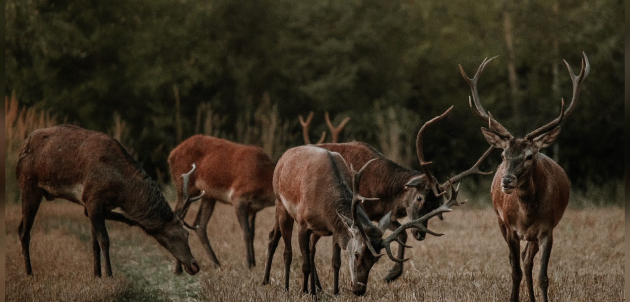 Poroże jeleni w cenie