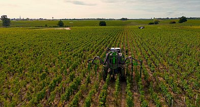 Dolny Śląsk i wino „lubią się” od średniowiecza-85958