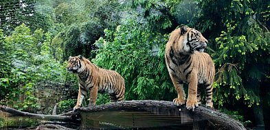 Wrocławskie zoo na ratunek zagrożonym tygrysom