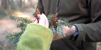 Klimat zmienia las. Jak reagują dolnośląscy leśnicy?
