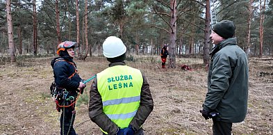 Leśne skarby w koronach drzew