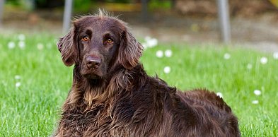 „DGP”: Obowiązek czipowania psów coraz bliżej