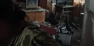 Mieszkała razem z gołębiami. Do akcji wkroczył Animal Patrol