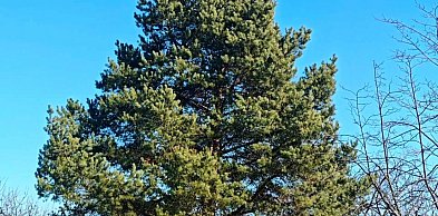 Więcej zieleni we Wrocławiu