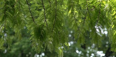 Zielone, zabytkowe serce Wrocławia niebawem jak nowe