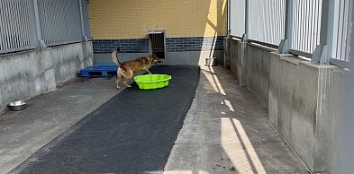 Rozpoczął się remont wrocławskiego schroniska