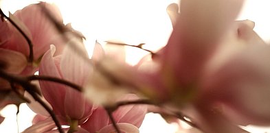 Festiwal Magnolii we Wrocławiu