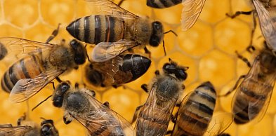 Dolny Śląsk pamięta o pszczołach