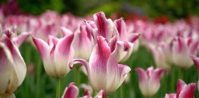 Tulipanowy weekend w Ogrodzie Botanicznym. Ostatki tulipanowych iluminacji