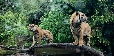 Wrocławskie zoo na ratunek zagrożonym tygrysom