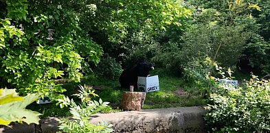 Niedźwiedzica z wrocławskiego zoo z nowym opiekunem
