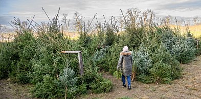 Choinki kupione na plantacjach nadleśnictw kosztują 30-60 zł-91006