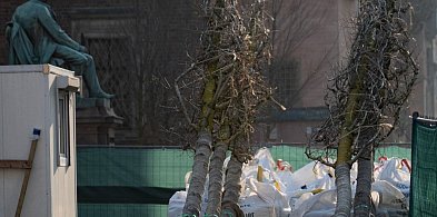 Kolejna partia drzew dotarła na Rynek