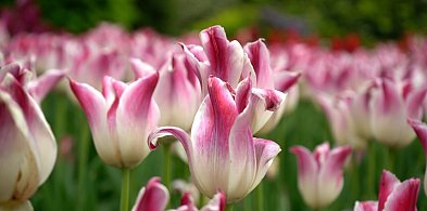 Tulipanowy weekend w Ogrodzie Botanicznym. Ostatki tulipanowych iluminacji