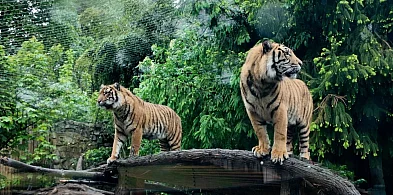 Wrocławskie zoo na ratunek zagrożonym tygrysom