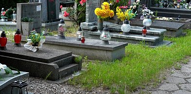 Cmentarze otwarte dla psów? We Wrocławiu to możliwe
