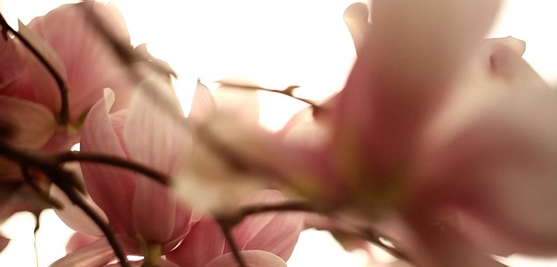 Festiwal Magnolii we Wrocławiu