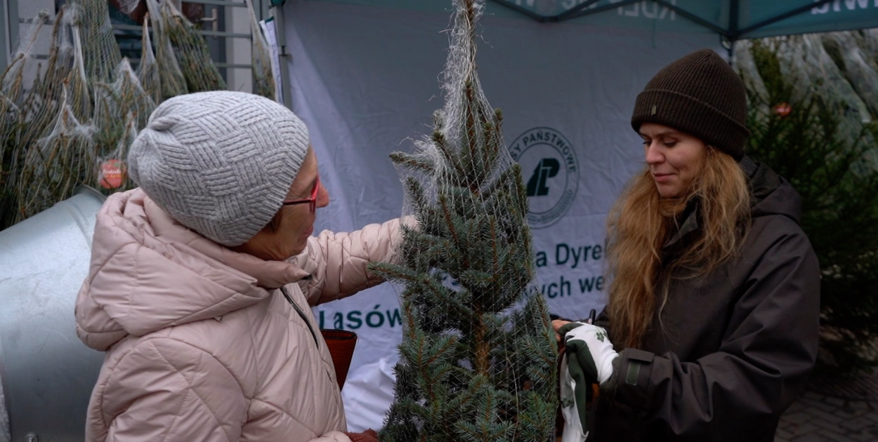 Ponad 100 choinek czeka na krwiodawców