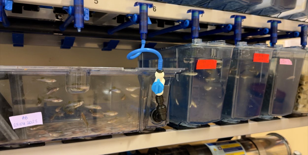 Niepozorna ryba kluczem do leczenia chorób serca?