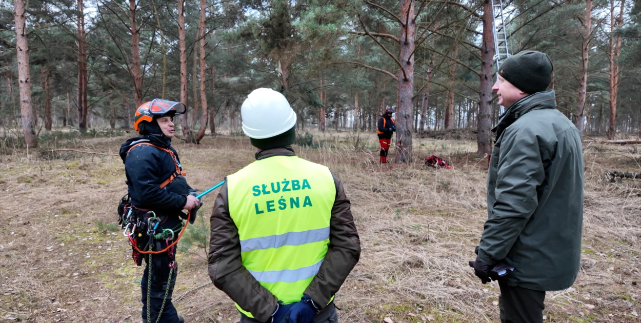 Leśne skarby w koronach drzew