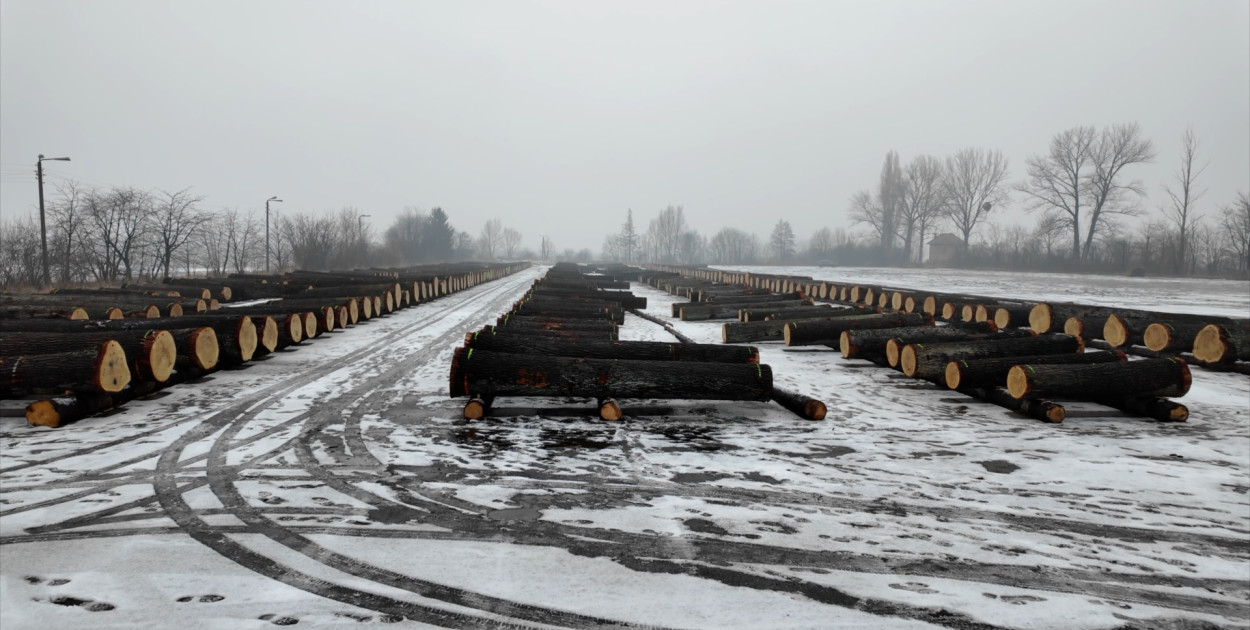 Wyjątkowe drewno do zadań specjalnych